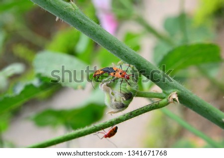 insect  nature background