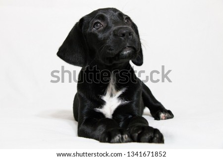 Dog black and white	