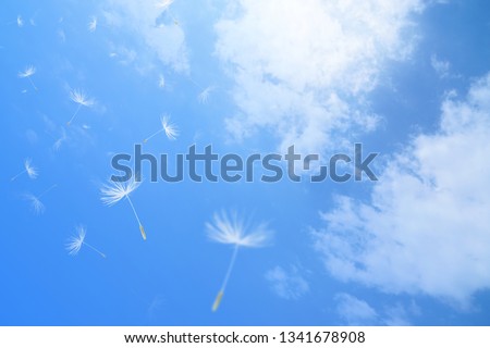 Dandelion and spring sky
 Royalty-Free Stock Photo #1341678908