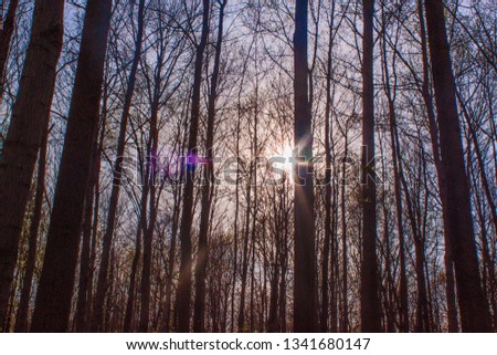 Sun starting to set through trees in small forest / Park