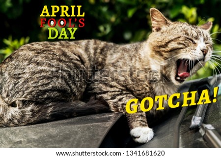 April Fools Day, Gotcha, brown striped cat scream