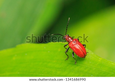 The Leaf beetle, The insects of the beetle family Chrysomelidae[2] are commonly known as leaf beetle