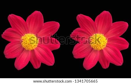 Red dahlia flower on a white background isolated