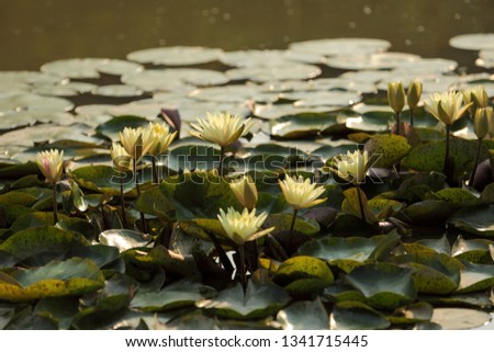 Blooming water lily in spring