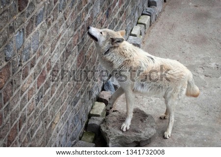 White wolf (Canis lupus albus or Tundra wolf) in zoo near stone wall.