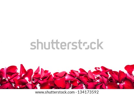 frame of red corolla rose