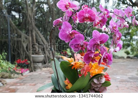 Orchid Flowers. Beautiful Floral Decoration In The Temple Of Hanoi City, Vietnam. Festive Background. 