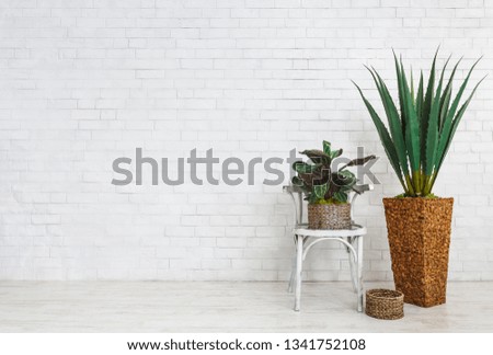 Home plants in flowerpots composition at white brick wall background, copy space