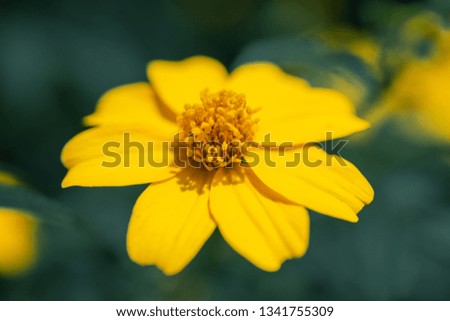 Close up beautiful yellow flowers.