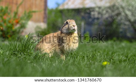 Beautiful cute rabbit on a green summer meadow. Hare walking on nature in the grass. Stock photo with domestic fish