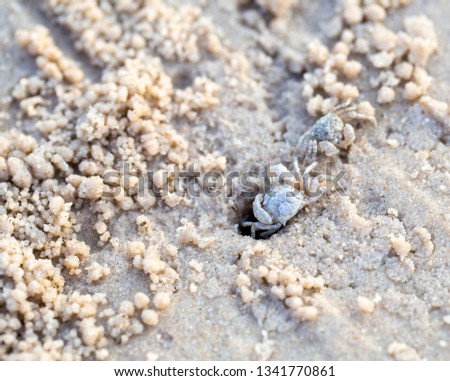 the texture of sand on the beach with small crabs that dig mink