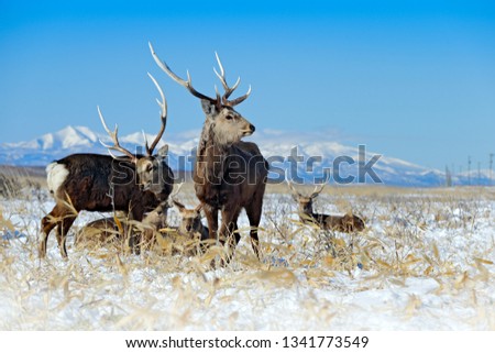 Sika deer herd, Cervus nippon, on the snowy meadow, winter mountains and forest in the background, animal with antlers in the nature habitat, winter scene from Hokkaido, Japan. Wildlife nature.