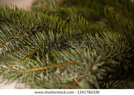Coniferous evergreen needles tree christmas tree forest summer macro photos. Wallpapers of nature