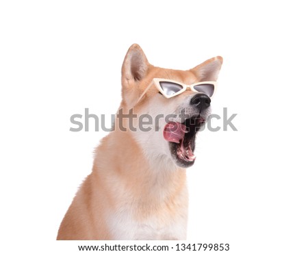 Cute Akita Inu dog with sunglasses on white background
