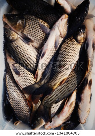 Live freshwater fish in a market box top view (mobile photography) 