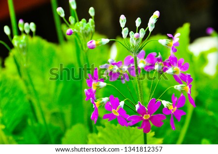 Purpie fiowers in thaland, flower, straw, winter, flowers, background, beautiful, nature, texture, bright, plant, field, beauty, green, color, pattern, closeup, white, yellow, natural, park, spring, 