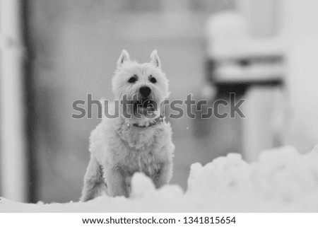 Black and white photo of a West-ie. West Highland White terrier in the winter landscape