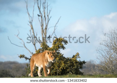 Lioness enjoy the afternoon sun on the field.