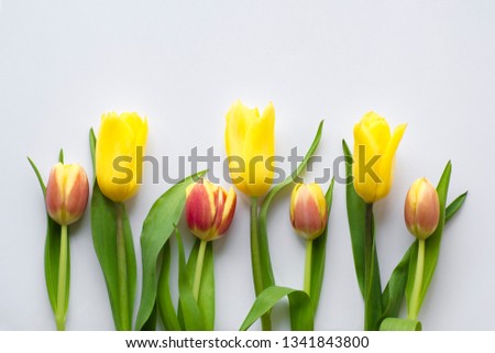 Bouquet of colorful tulips with green leaves on a light background. Beautiful flower in the spring season. Top view of empty space