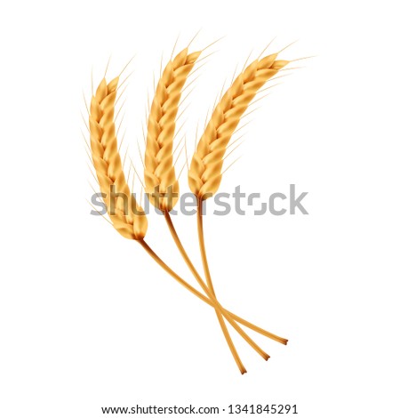 Rice vector on white background. oat vector. wallpaper. free space for text. copy space.