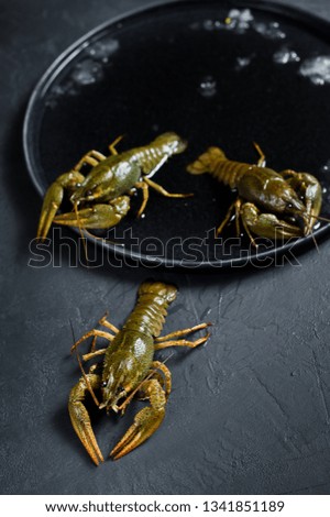 Live crayfish run away from the ice plate. Black background, side view, space for text