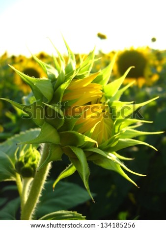 image of beautiful green sunflower in the field