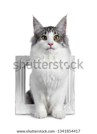 Cute black silver bicolor spotted tabby Norwegian Forest cat kitten, standing eager through white image frame. Looking at camera with green / yellow eyes. Isolated on white background.