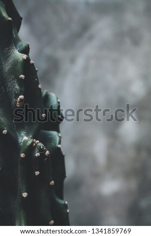 cactus on the concrete background.close up. space for text
