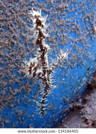 Ornate Ghost Pipefish (Solenostomus paradoxus) - one of the most beautiful fishes. Detail, macro. Shallow water of the Red Sea