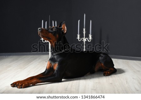 Beautiful Doberman is lying and looking up against a black wall with candlesticks in a photo studio