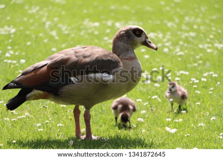 Duck mother with babies