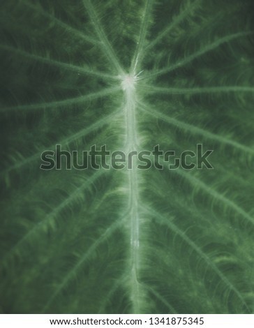 big green leaf with beautyfull texture  .close up. space for text.