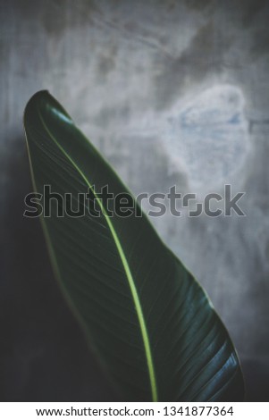 big banana leaf on the concrete wall background. free space for text. 