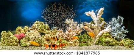 Freshwater aquarium in pseudo-sea style. Aquascape and aquadesign.