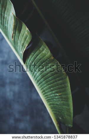 banana leaf on the concrete background.side view, close up.space for text.