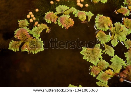 This pic show the Mosquito fern or Water fern has scientific name Azolla caroliniana floats in ponds 