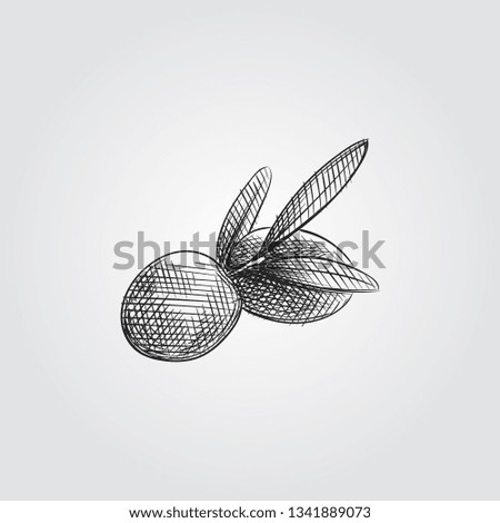 Hand Drawn Olives branch Sketch Symbol isolated on white background. Vector of Olive In Trendy Style. Olive in sketch style.