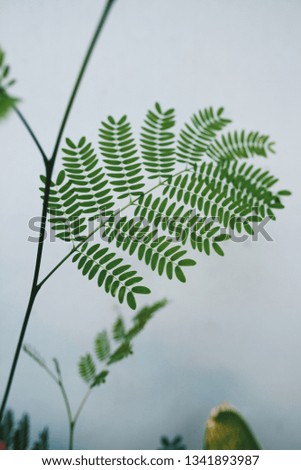 small green leaves on the brunch on white wall background. space for text