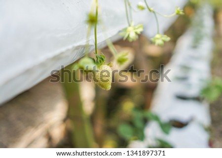 Selective focus of ripe and underripe strawberries on the tree in greenhouse Cameron Highland, Malaysia