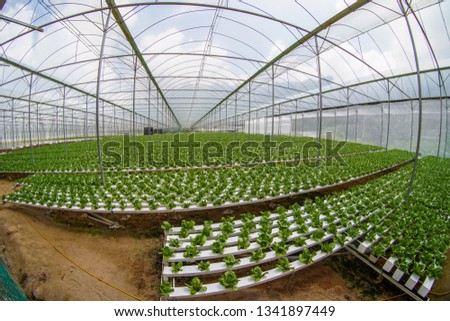 Cultivation of salad in big industrial greenhouse at Cameron Highland,Malaysia