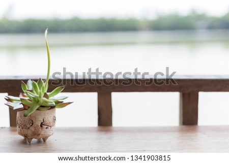 Small cactus in pots on wooden table on blurred background with sunlight and copy space