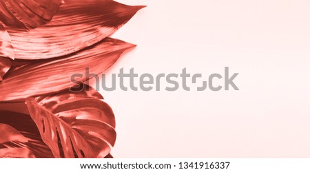 Monstera leaves in living coral color, 2019 trend, white background, copy space