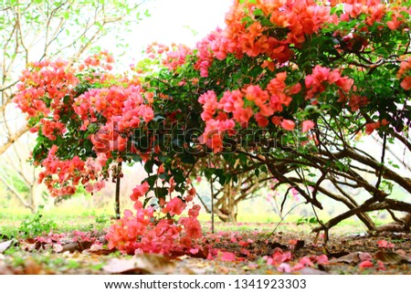 paper flowers white NYCTAGINACEAE,Bougainvillea flowers texture and background. Red flowers of bougainvillea tree. Pink bougainvillea flower in close up,Bougainvillea vine with yellow flowers 