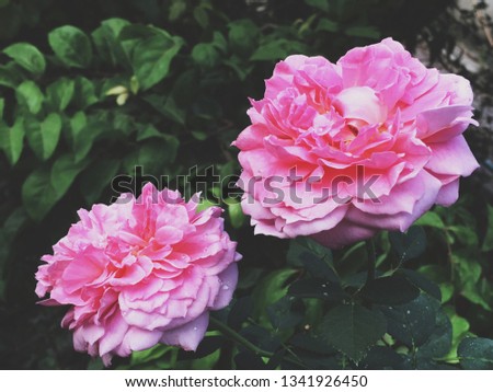 Blooming pink roses