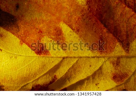 autumn leaves color