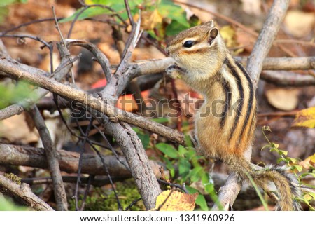 Chipmunk poses in front of a camera in the wild, nibbles on plant seeds, high contrast, high brightness, autumn foliage
