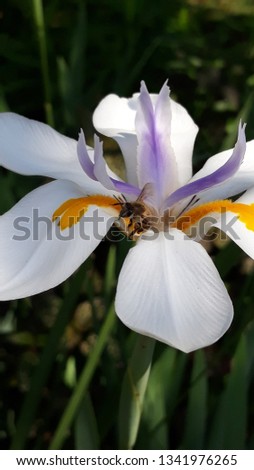 Honeybee on a white African Iris