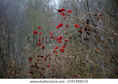frosted red rowan