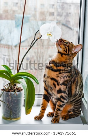 Home red with black spots Bengal cat sitting on a plastic window and sniffs Orchid flower, close-up