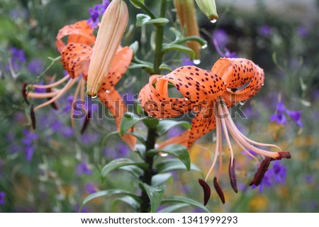 Tiger lilies in garden. Lilium lancifolium (syn. L. tigrinum) is one of several species of orange lily flower to which the common name Tiger Lily is applied. Can be used as a wallpaper or background. 